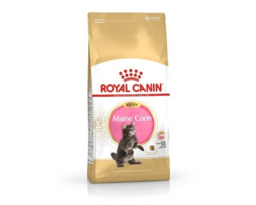 Royal Canin B.G. F.B.N. Gato Kitten Maine Coon 4 kg