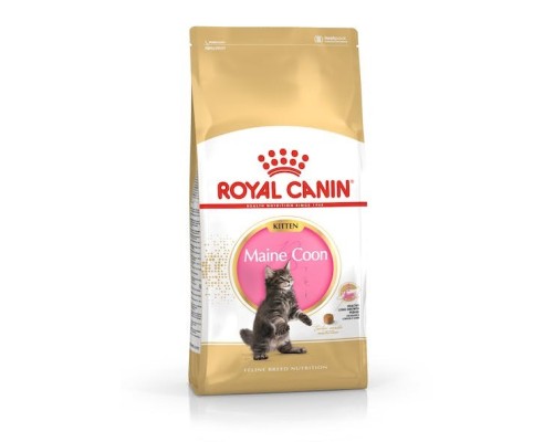 Royal Canin B.G. F.B.N. Gato Kitten Maine Coon 4 kg