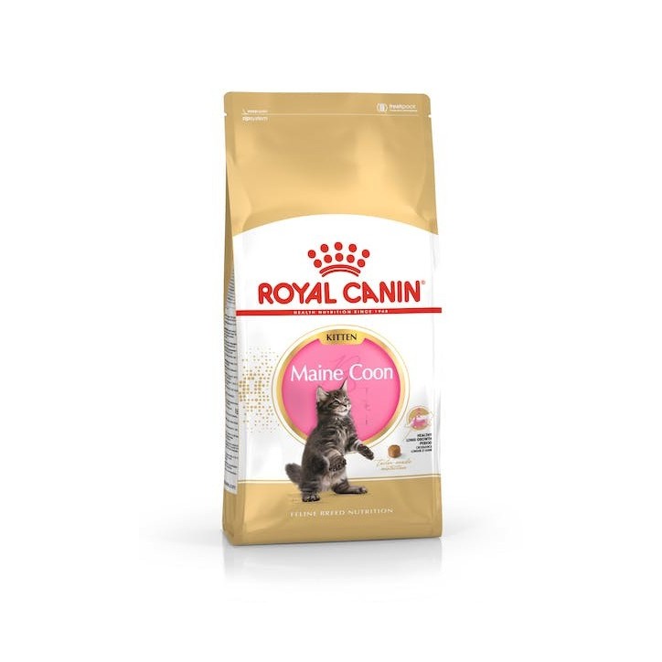 Royal Canin B.G. F.B.N. Gato Kitten Maine Coon 4 kg